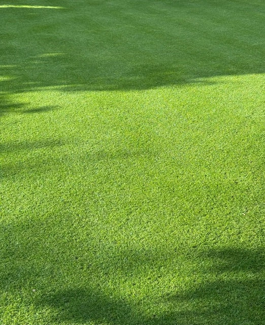 Traumrasen Rigby Taylor R6 CRT